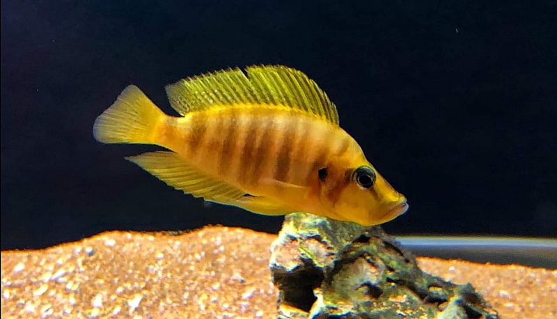 Altolamprologus compressiceps 'Kilima' (Mandarin)